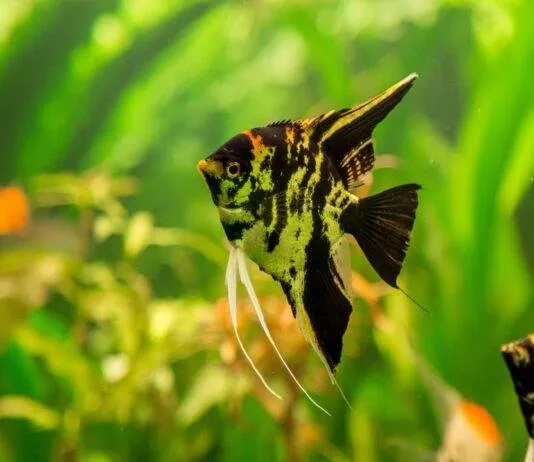 Angel Fish