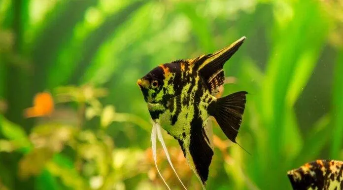 Fiche du poisson Pterophyllum scalare (Scalaire) Angel Fish