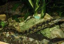 Anguille épineuse géante