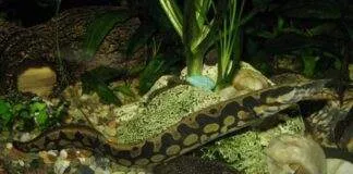 Anguille épineuse géante