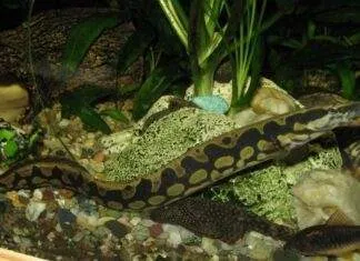 Fiche du poisson Mastacembelus armatus Anguille épineuse géante