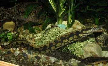 Fiche du poisson Mastacembelus armatus Anguille épineuse géante