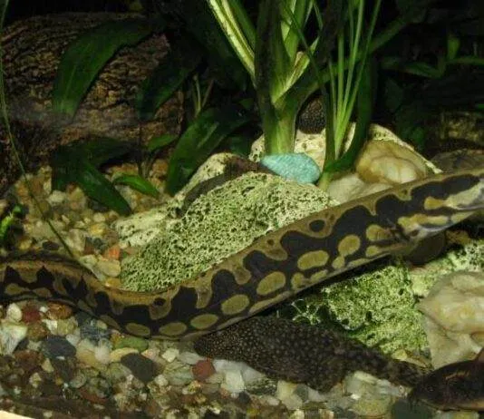 Anguille épineuse géante