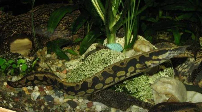 Fiche du poisson Mastacembelus armatus Anguille épineuse géante