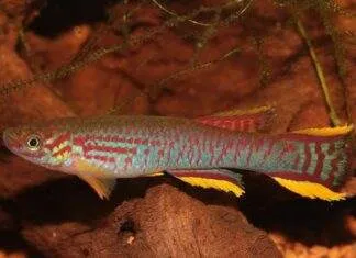 Fiche du poisson Aphyosemion ahli Aphyosemion ahli