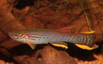 Fiche du poisson Aphyosemion ahli Aphyosemion ahli