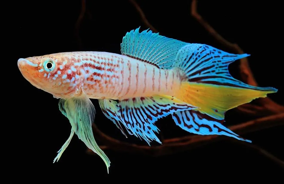 Aphyosemion sjoestedti