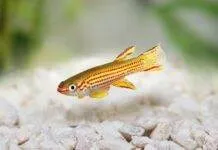 Aphyosemion striatum