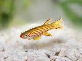 Aphyosemion striatum