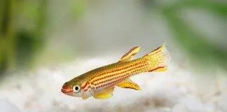 Aphyosemion striatum