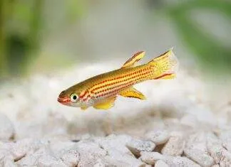 Fiche du poisson Aphyosemion striatum Aphyosemion striatum