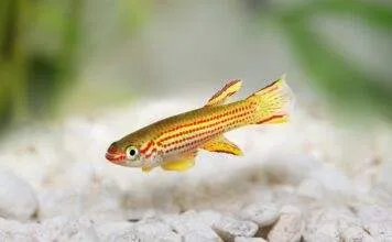 Aphyosemion striatum