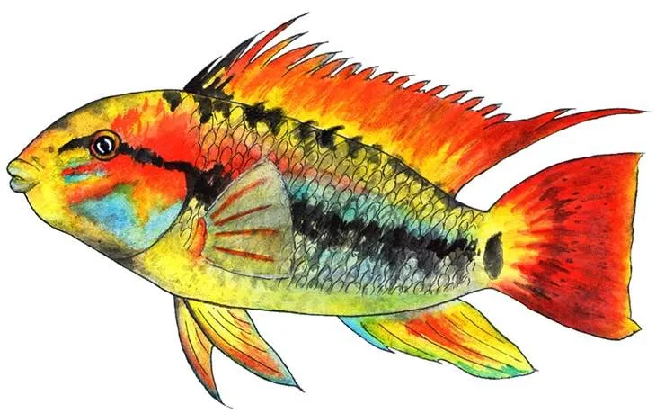Apisto de Macmaster