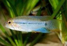 Apistogramma steindachneri