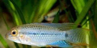 Apistogramma steindachneri