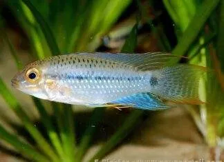 Fiche du poisson Apistogramma steindachneri Apistogramma steindachneri