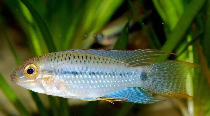 Fiche du poisson Apistogramma steindachneri Apistogramma steindachneri