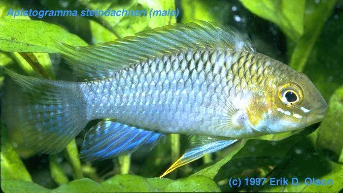 Apistogramma steindachneri male
