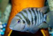 Fiche du poisson Amatitlania nigrofasciata Archocentrus nigrofasciatus