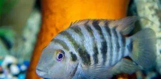 Archocentrus nigrofasciatus