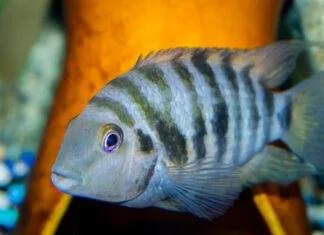 Archocentrus nigrofasciatus