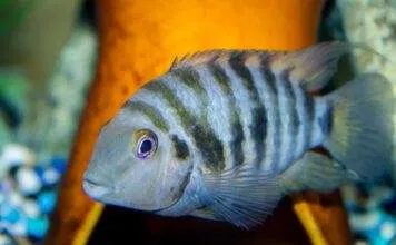 Archocentrus nigrofasciatus