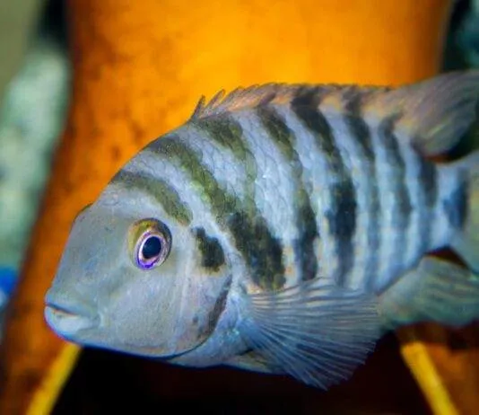 Archocentrus nigrofasciatus