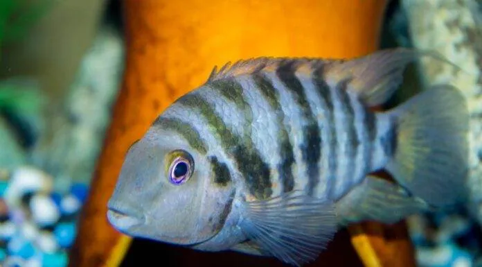 Archocentrus nigrofasciatus