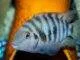 Fiche du poisson Amatitlania nigrofasciata Archocentrus nigrofasciatus