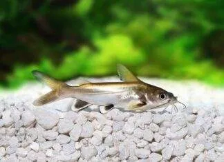 Fiche du poisson Ariopsis seemanni Arius seemani