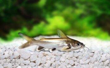 Fiche du poisson Ariopsis seemanni Arius seemani