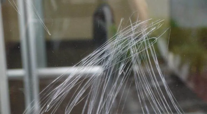 Astuce pour enlever les rayures sur les vitres d’un aquarium Astuce pour enlever les rayures sur les vitres d’un aquarium