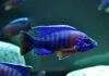 Fiche du poisson Aulonocara hansbaenschi Aulonocara hansbaenschi