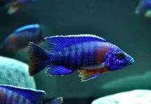 Aulonocara hansbaenschi