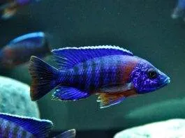 Aulonocara hansbaenschi