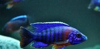 Aulonocara hansbaenschi