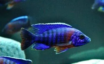 Aulonocara hansbaenschi