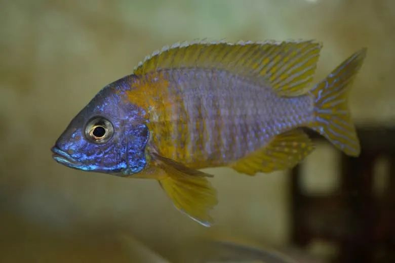 Aulonocara korneliae