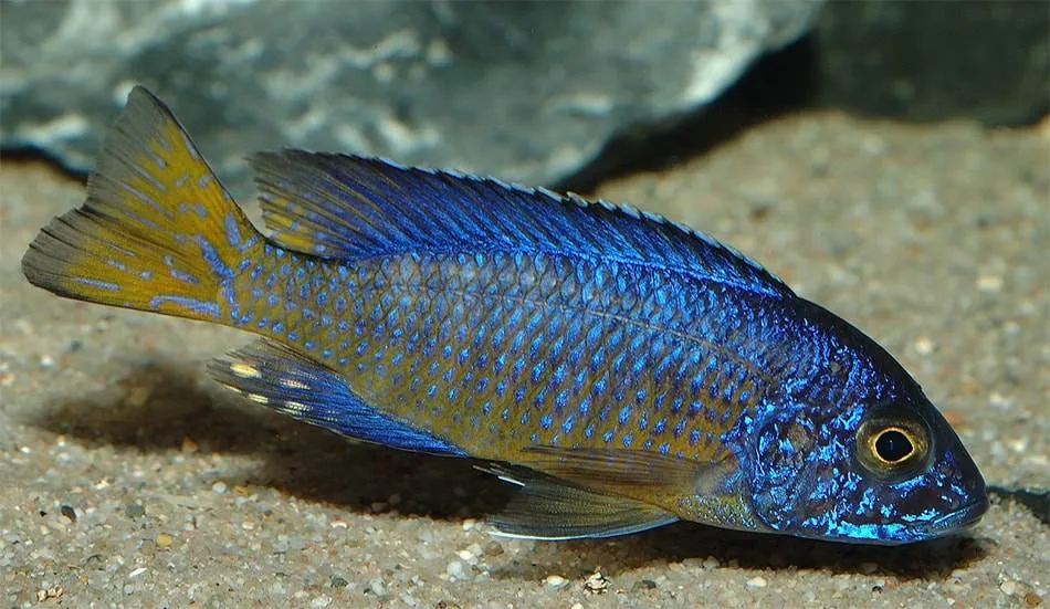 Aulonocara stuartgranti