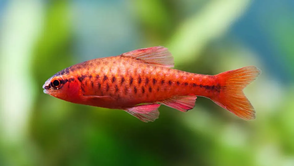 Barbus cerise