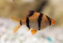 Fiche du poisson Puntigrus tetrazona Barbus de Sumatra