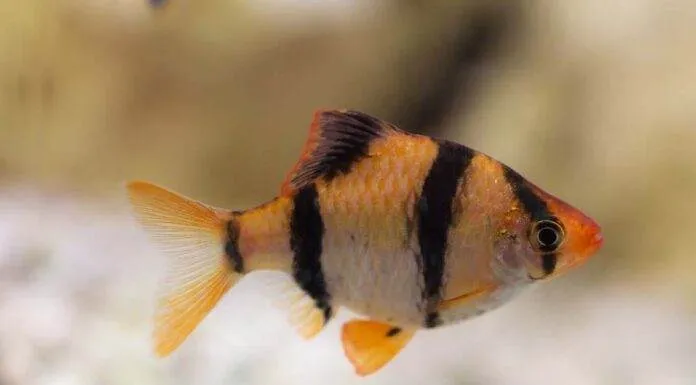 Fiche du poisson Puntigrus tetrazona Barbus de Sumatra