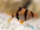 Fiche du poisson Puntigrus tetrazona Barbus de Sumatra