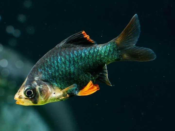Barbus de Sumatra vert