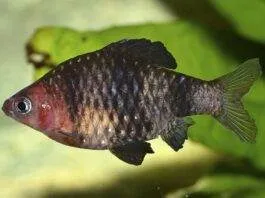 Barbus rubis noir