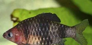 Barbus rubis noir