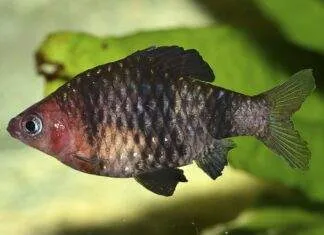 Barbus rubis noir