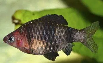 Barbus rubis noir