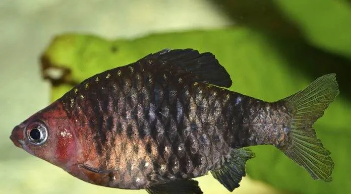 Barbus rubis noir