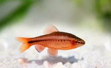 Barbus titteya